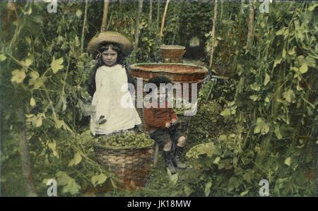 Carte postale teintée d'Edwardian children hop picking, sauts dans des paniers, vers 1905, au Royaume-Uni. Banque D'Images