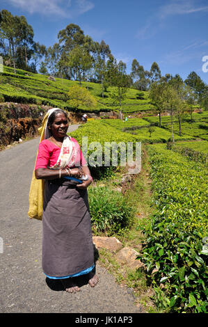 Plateau picker (plucker) sur une plantation de thé au Sri Lanka Banque D'Images