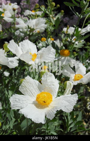 Tree poppy californien (Romneya coulteri), en pleine floraison à l'été de la frontière d'un jardin anglais Banque D'Images