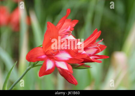 Glaïeul Cardinalis, cascade ou Gladiolus, la floraison dans un jardin anglais border en été Banque D'Images