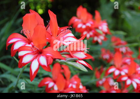 Glaïeul Cardinalis, cascade ou Gladiolus, la floraison dans un jardin anglais border en été Banque D'Images