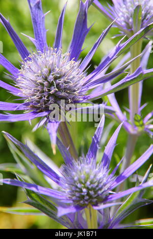 Eryngium bourgatii Picos 'Bleu' - Sea Holly, dans un jardin d'été en juillet à la frontière Banque D'Images