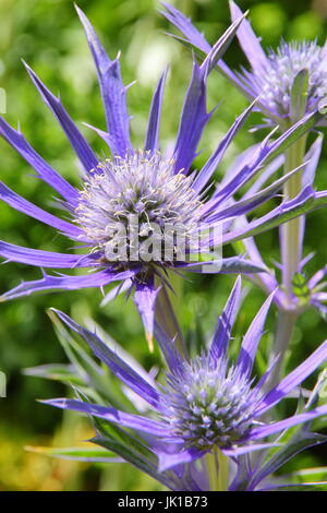 Eryngium bourgatii Picos 'Bleu' - Sea Holly, dans un jardin d'été en juillet à la frontière Banque D'Images