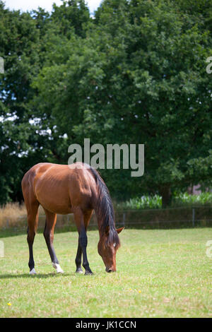 Un yearling mare Holsteiner brun sur un pâturage mange de l'herbe Banque D'Images