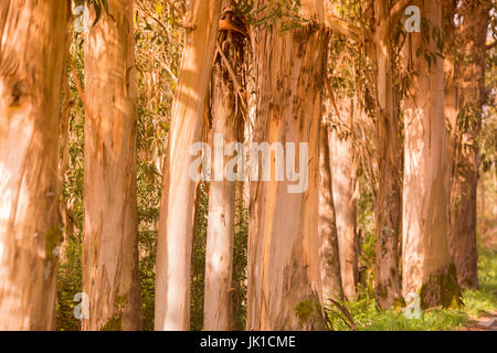 Arbre d'eucalyptus près de la ville de Monchique dans la Sierra de Monchique, à l'Algarve du Portugal en Europe. Banque D'Images