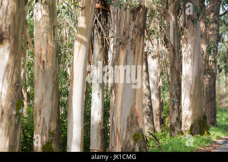 Arbre d'eucalyptus près de la ville de Monchique dans la Sierra de Monchique, à l'Algarve du Portugal en Europe. Banque D'Images