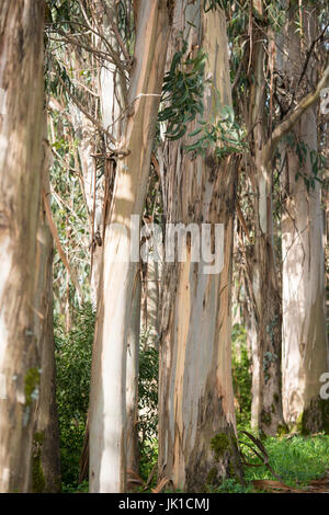 Arbre d'eucalyptus près de la ville de Monchique dans la Sierra de Monchique, à l'Algarve du Portugal en Europe. Banque D'Images