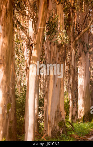 Arbre d'eucalyptus près de la ville de Monchique dans la Sierra de Monchique, à l'Algarve du Portugal en Europe. Banque D'Images