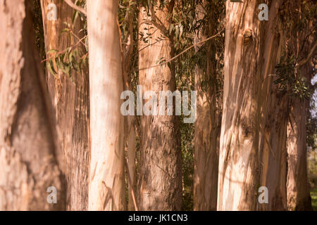 Arbre d'eucalyptus près de la ville de Monchique dans la Sierra de Monchique, à l'Algarve du Portugal en Europe. Banque D'Images