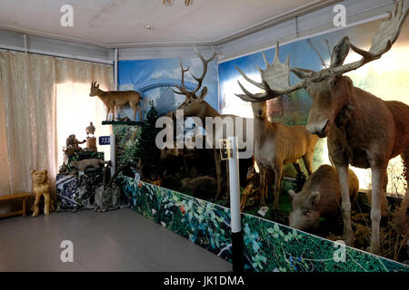 Animaux sauvages farcis exposés à l'intérieur de l'autoroute du Musée de Chuysky dédiée à la route russe M52, également connue sous le nom de Chuya Highway ou Chuysky Trakt une route de tronc qui s'étend sur environ 1 000 kilomètres à travers la Sibérie dans la ville de Biysk dans Altai Krai région de l'Ouest de la Sibérie, Russie Banque D'Images