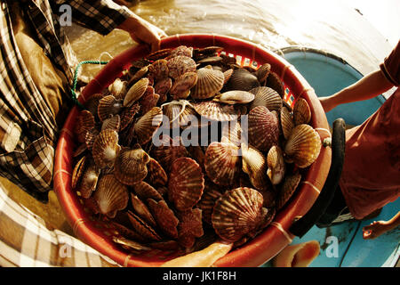 Pile de pétoncles frais en orange panier capturés par pêcheur dans la matinée, au Vietnam. Banque D'Images