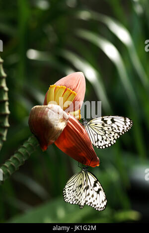 Close-up de deux papillons noir et blanc assis sur une fleur orangée manger son nectar. Banque D'Images