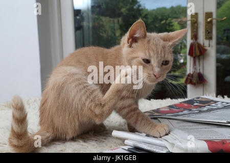 Homme âgé de dix semaines chaton Gingembre gratter assis sur journaux Banque D'Images