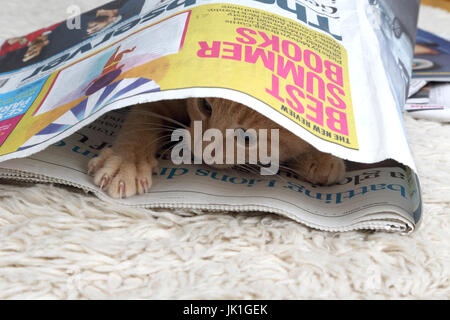 Homme âgé de dix semaines chaton Gingembre Journal assis à l'intérieur Banque D'Images