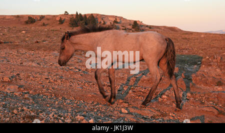 Horseat sauvages coucher du soleil - Blue Roan Colt sur Tillett Ridge dans les montagnes du Montana USA Pryor Banque D'Images