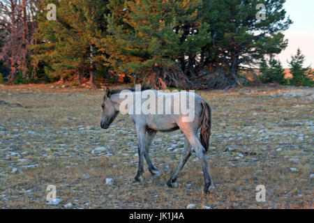 Horseat sauvages coucher du soleil - Blue Roan Colt sur Tillett Ridge dans les montagnes du Montana USA Pryor Banque D'Images