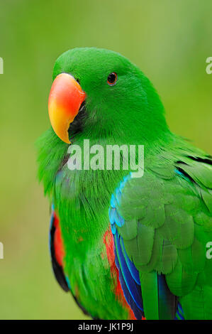 Guinée Perroquet Eclectus à flancs rouges, homme / (Eclectus roratus polychloros) / Red-verso Eclectus Eclectus Parrot, Nouvelle Guinée Banque D'Images