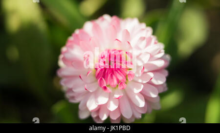 A daisy fleur sur fond vert. Un champ dans le domaine de Daisy Daisy ou gerbera magnifiques fleurs roses dans le jardin avec l'arrière-plan flou d'printemps Banque D'Images