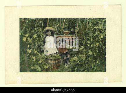 Carte postale teintée d'Edwardian children hop picking, sauts dans des paniers, vers 1905, au Royaume-Uni. Banque D'Images