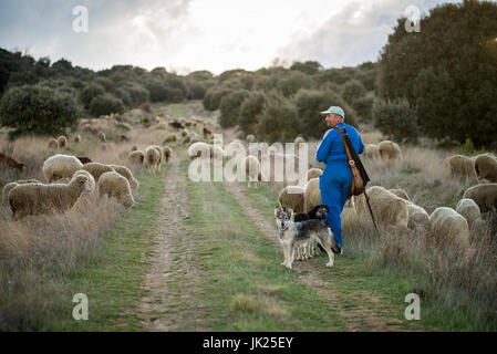 L'élevage ovin traditionnel, sur le chemin du Camino de Santiago, Castille et Leon, Espagne, Europe Banque D'Images