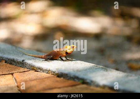 Chameleon bronzer en matinée avec blur nature background Banque D'Images