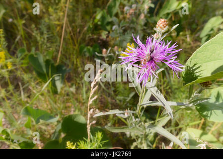 Sous-espèce pseudophrygia Centaurea phrygia L. fleur, également connu comme la centaurée perruque, grandissant dans la prairie à Kiev, Ukraine, avec deux weevils vivant sur i Banque D'Images