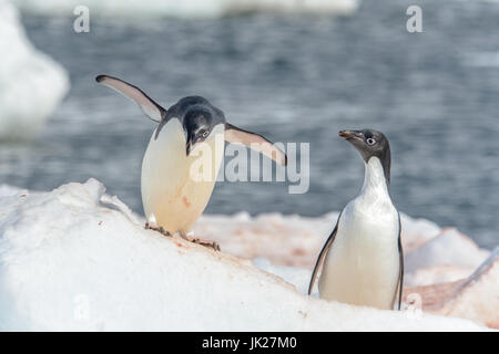 Une paire de manchots Adélie sur la glace en Antarctique Banque D'Images