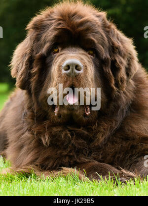 Portrait de chien Terre-neuve pris tout droit dans le jardin sur pelouse. Banque D'Images