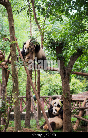 Quatre grand panda Oursons jouant, Chengdu, province du Sichuan, Chine Banque D'Images