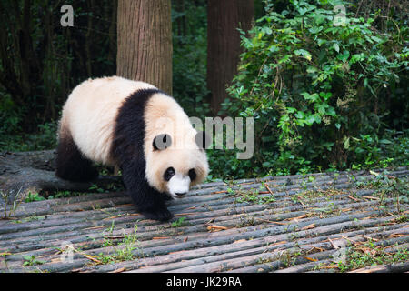 Grand panda cub marche sur bois, Chengdu, province du Sichuan, Chine Banque D'Images