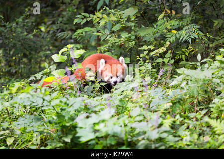 Le panda rouge à la recherche à une fleur dans la forêt, Chengdu, province du Sichuan, Chine Banque D'Images