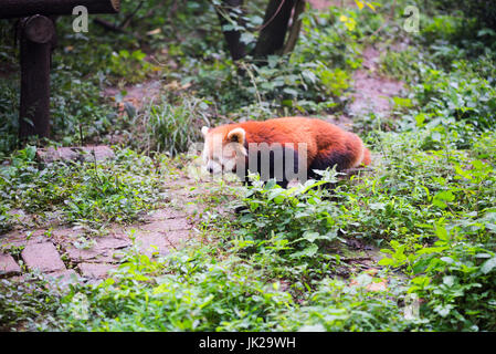 Le panda rouge marcher en forêt, Chengdu, province du Sichuan, Chine Banque D'Images