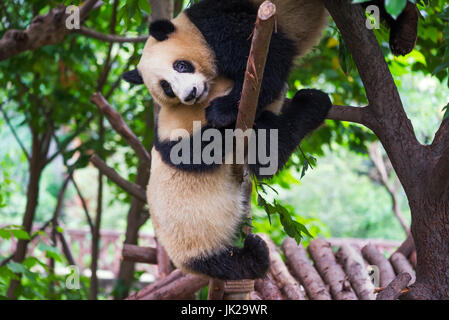 Deux grand panda Oursons jouant ensemble dans un arbre, Chengdu, province du Sichuan, Chine Banque D'Images