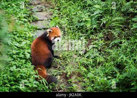 Le panda rouge sur un chemin dans une forêt, Chengdu, province du Sichuan, Chine Banque D'Images