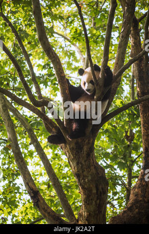 Panda géant dormant dans un arbre, Chengdu, province du Sichuan, Chine Banque D'Images