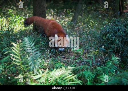 Le panda rouge dans la forêt, Chengdu, province du Sichuan, Chine Banque D'Images