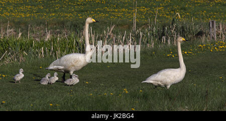 Whooper Swans, à associer avec des bébés. Famille des cygnes, paire de cygnes, marche Banque D'Images