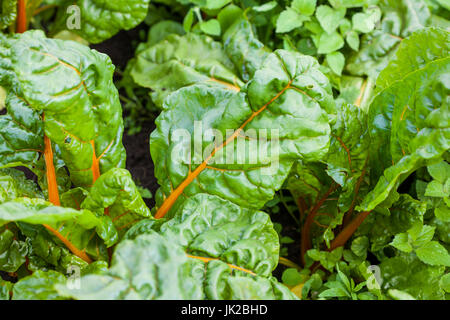 Tige Orange chard (Beta vulgaris ssp. Vulgaris) au champ de culture biologique Banque D'Images