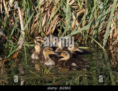 Canetons de Mallard / canetons sauvages dans l'étang Banque D'Images