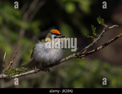 Firecrest commun, Regulus ignicapilla Banque D'Images