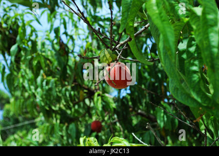Pêche mûre dans l'arbre Banque D'Images