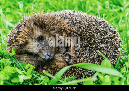 Les jeunes hedgehog dans l'herbe. Banque D'Images