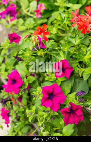 Des fleurs à Chevreuse, France Banque D'Images