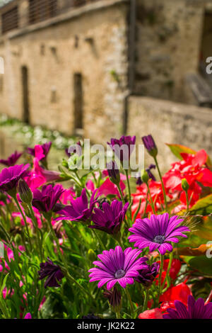 Des fleurs à Chevreuse, France Banque D'Images