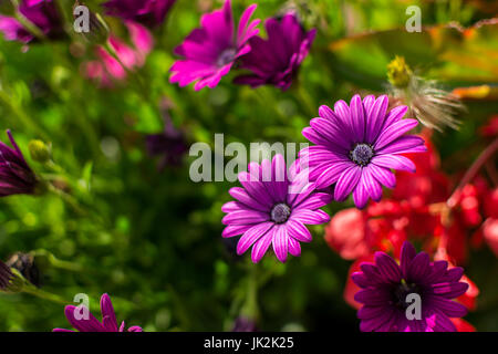 Des fleurs à Chevreuse, France Banque D'Images