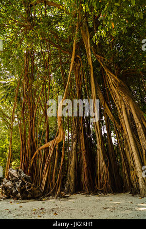 Les grands vieux arbres recouverts de lianes Banque D'Images