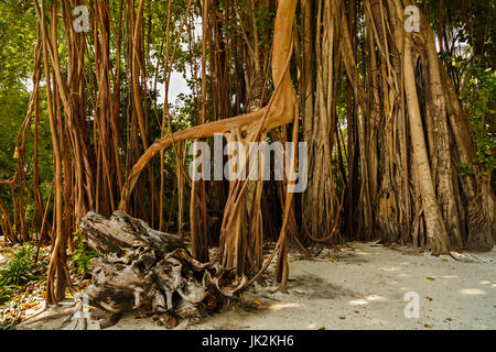 Les grands vieux arbres recouverts de lianes Banque D'Images