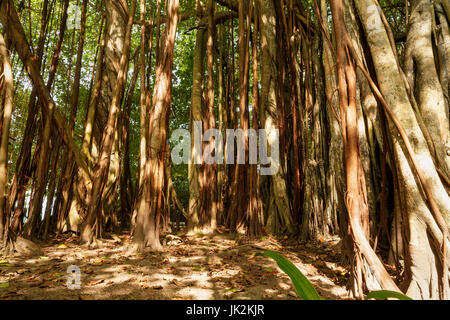 Les grands vieux arbres recouverts de lianes Banque D'Images