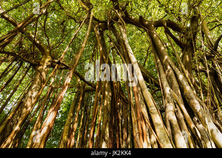 Les grands vieux arbres recouverts de lianes Banque D'Images