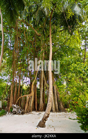 Les grands vieux arbres recouverts de lianes Banque D'Images